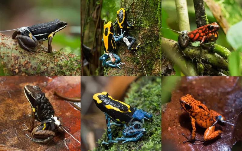 Contribution Of Frogs To Our Environment