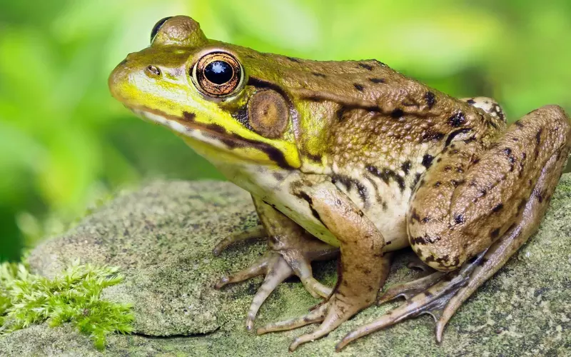 Why Are Frogs Important To Humans