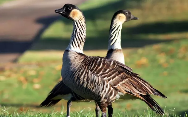 Amazing Facts About Hawaiian Goose (Nene)