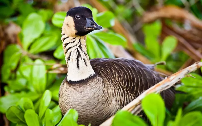 Can We Keep Hawaiian Goose (Nene) As Our Pet