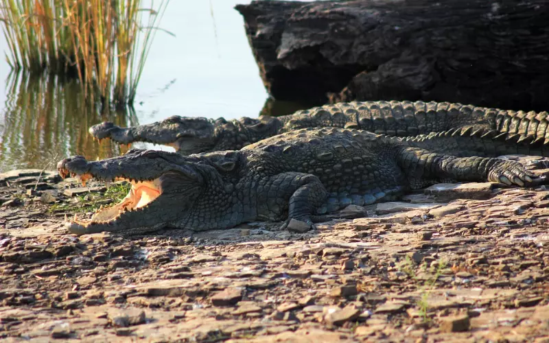 Two crocodiles are resting near the water.