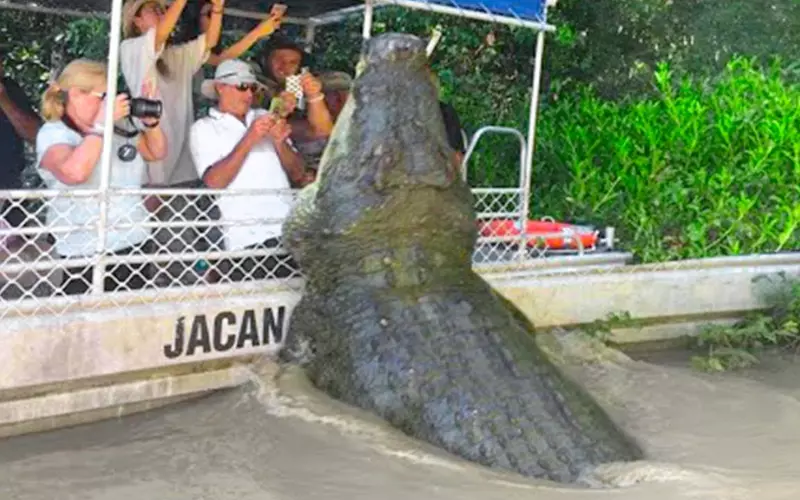 A group of individuals lifted a massive crocodile out of the water.