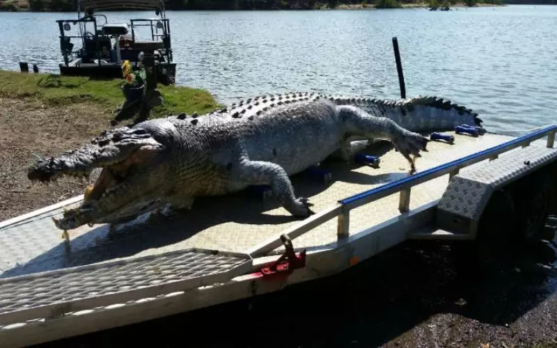 A massive alligator being carefully loaded onto a trailer