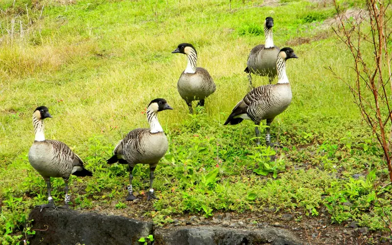 Diet Of Hawaiian Goose (Nene)