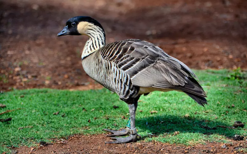 Evolution Of Hawaiian Goose (Nene)