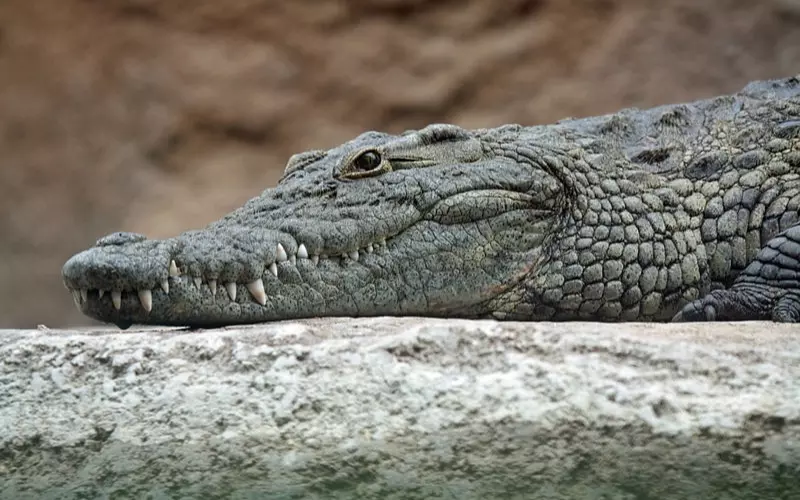 A serene crocodile finding solace on a rock