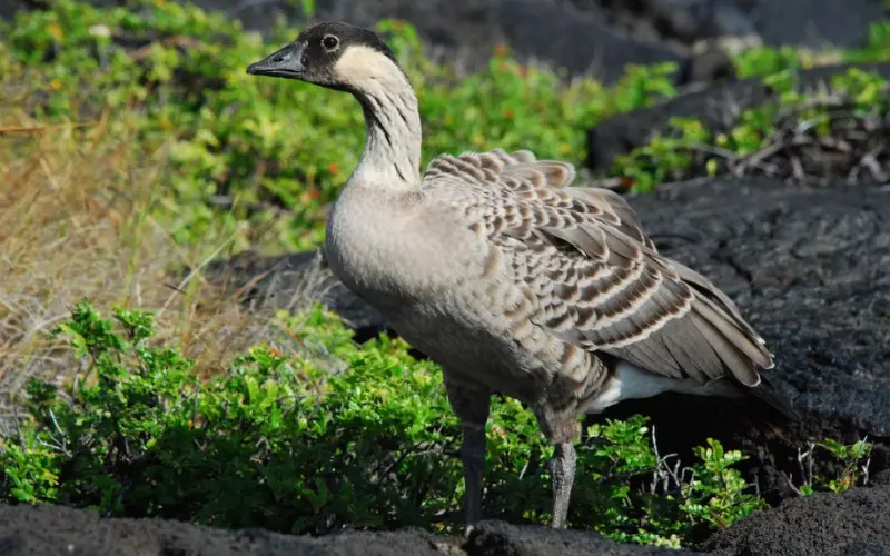 Geographical Presence Of Hawaiian Goose (Nene)