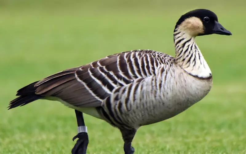 Importance Of Hawaiian Goose (Nene)