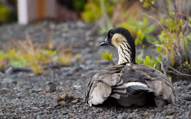 Population Of Hawaiian Goose (Nene)