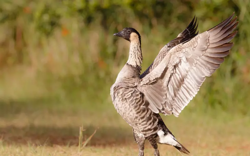 Reproduction And Lifecycle Of Hawaiian Goose (Nene)