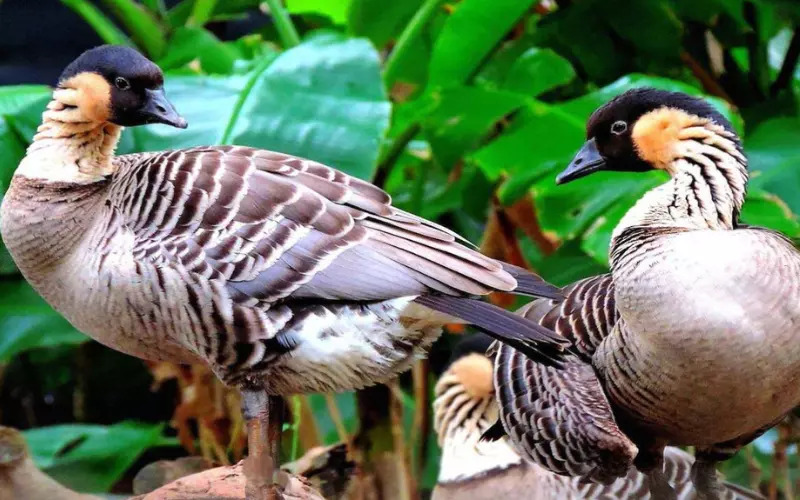 Social And Sexual Behaviour Of Hawaiian Goose (Nene)