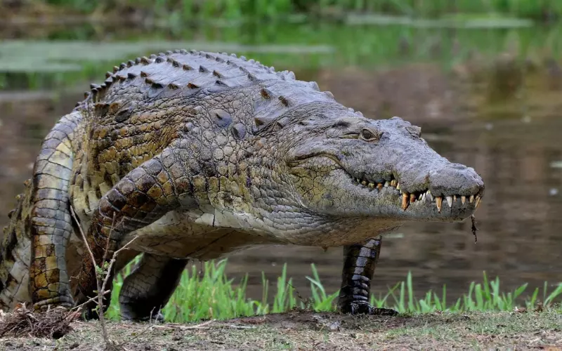The Dominator Crocodile’s Role In Its Ecosystem