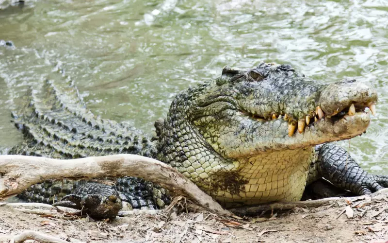 A crocodile sitting in water with its mouth open, ready to snap