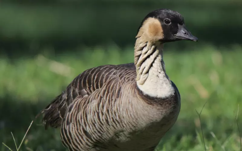 Threats To Hawaiian Goose (Nene)