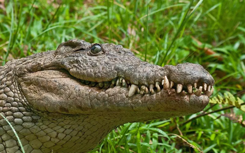 What The Dominator Crocodile Eats And How It Hunts