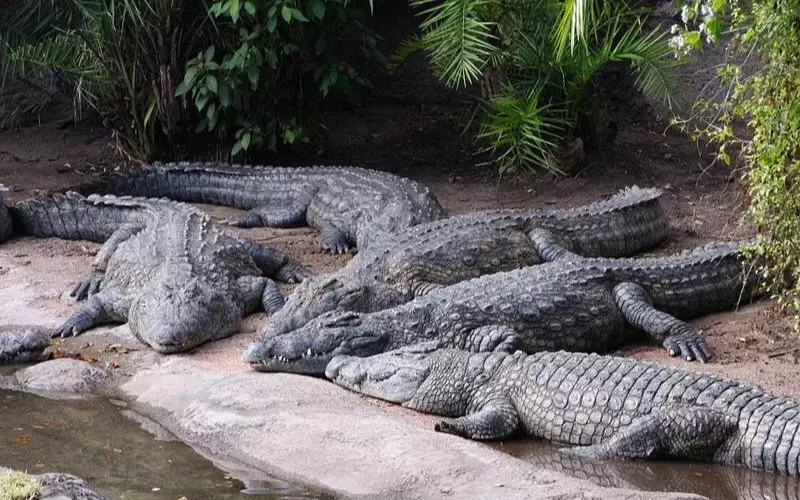 Who Is The Biggest Enemy Of Crocodiles