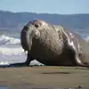  Elephant Seal