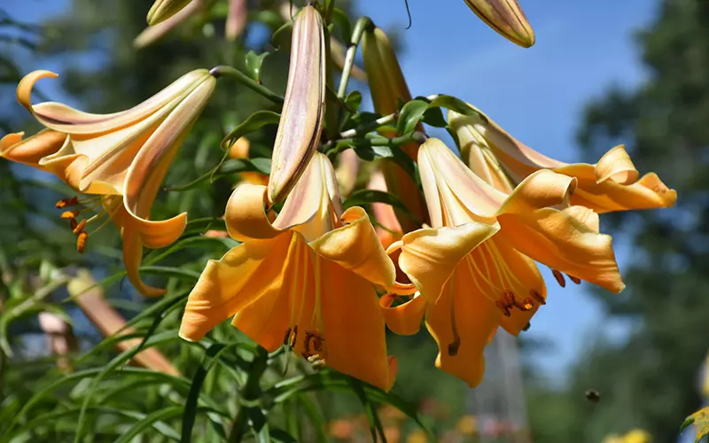 African Queen Lily