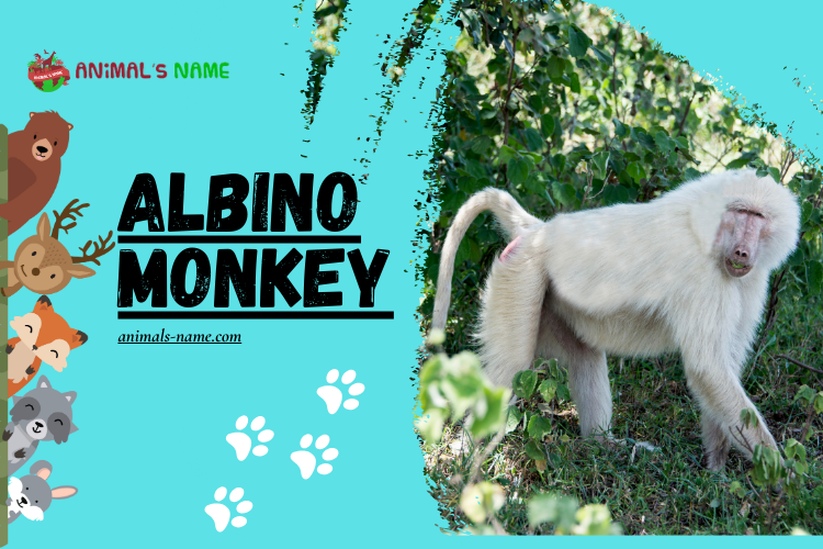 Albino Monkeys