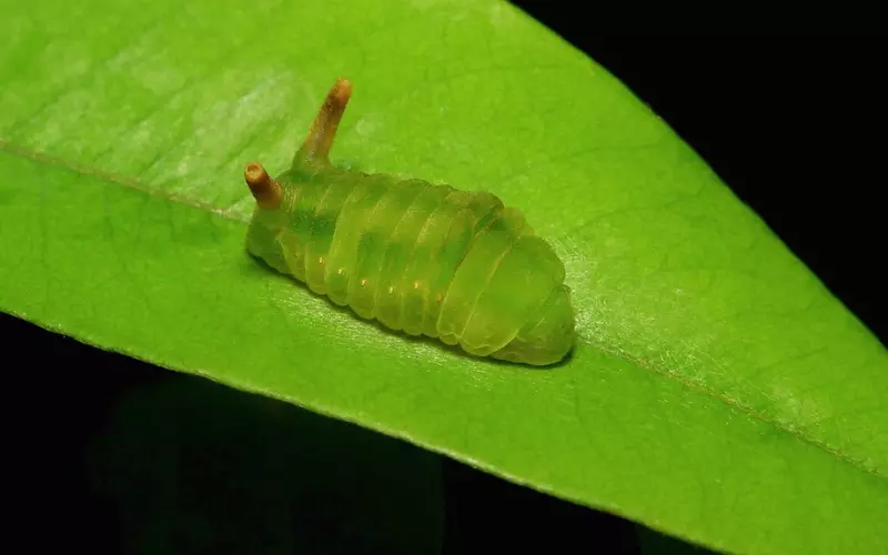 Angled Sunbeam Caterpillar Scientific Classification