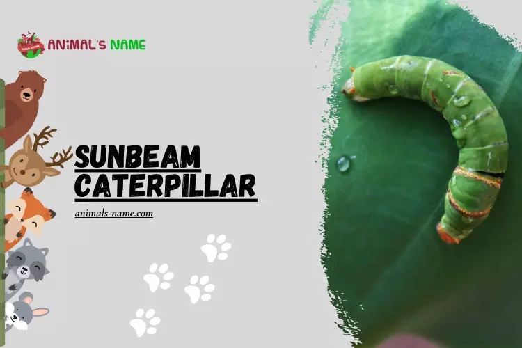 Angled Sunbeam Caterpillar