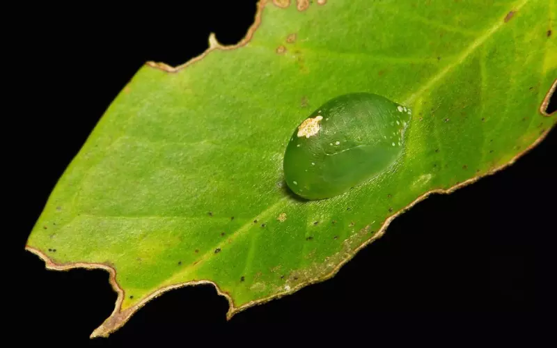 Angled Sunbeam Caterpillar_ Size, Color, and Markings