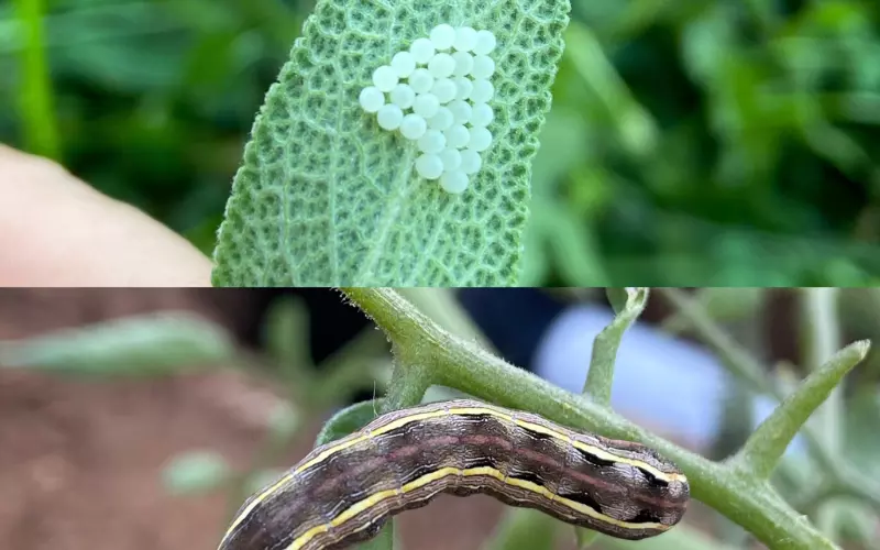 Angled Sunbeam Caterpillar's Interactions with Humans