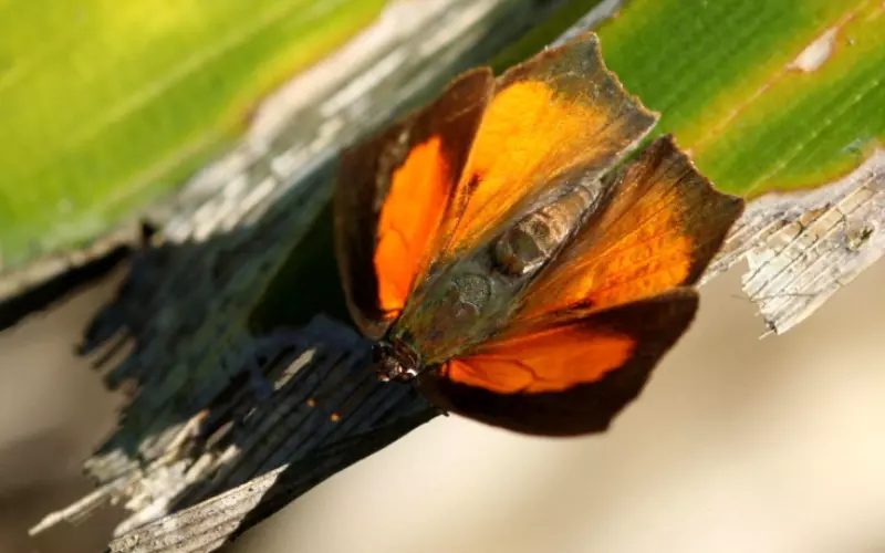 Appearance and Characteristics of Angled Sunbeam Caterpillar