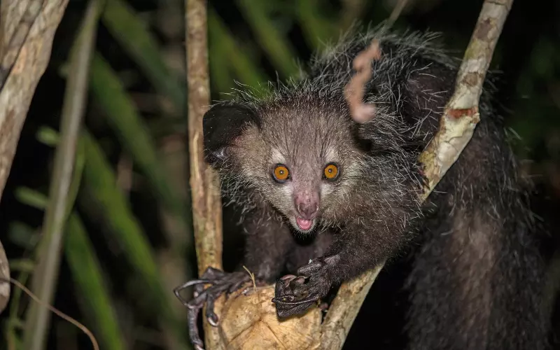 Aye-Aye