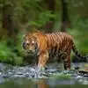 Bali Tiger