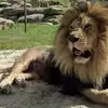 Barbary Lion