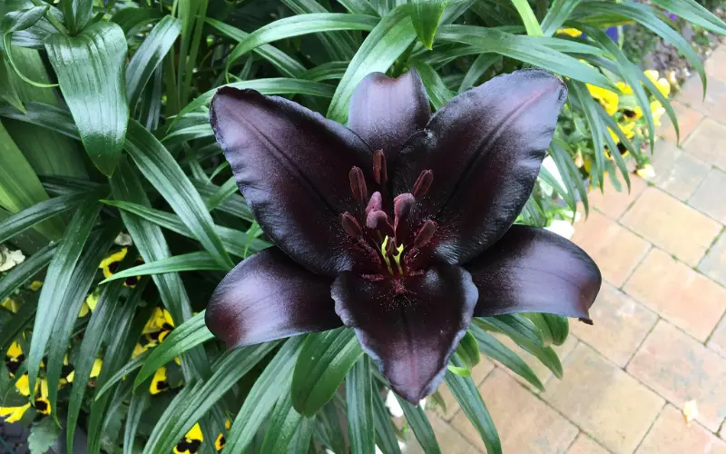 Black Beauty Lily