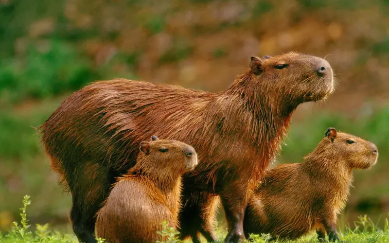 Capybara