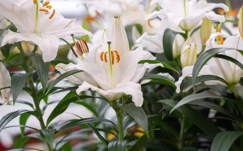 Casablanca Lily