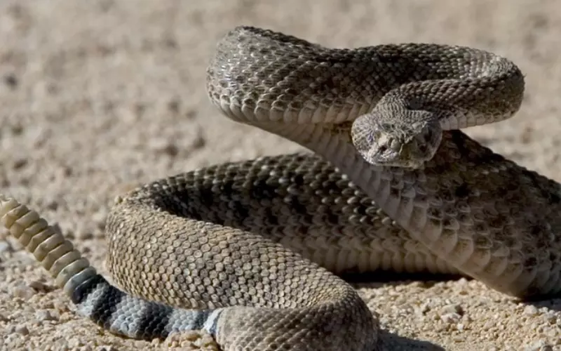 Cat Vs. Rattlesnake_ Size