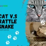 Cat v.s Rattle snake
