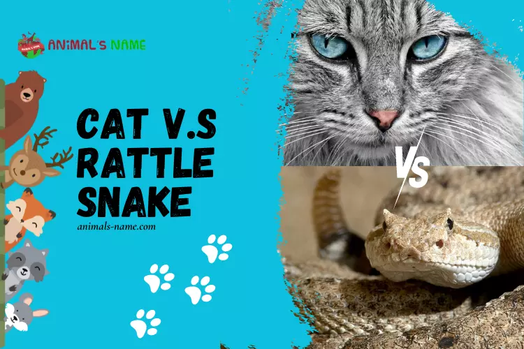 Cat v.s Rattle snake