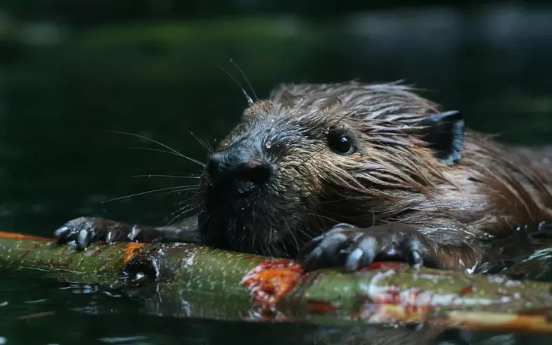 Challenges Faced By Beavers