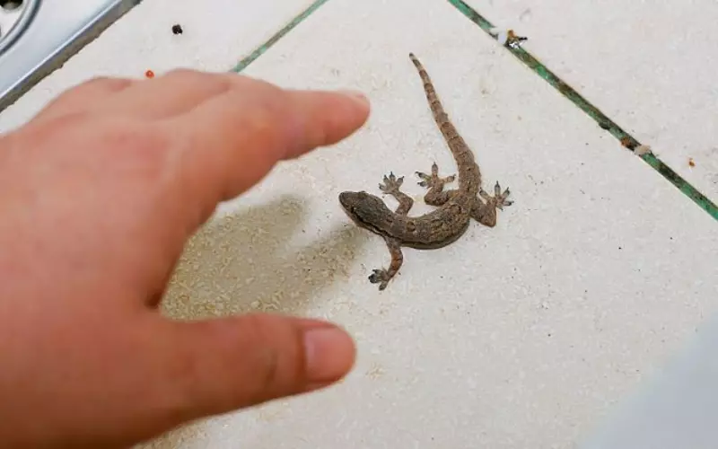  person gently reaching out to touch a lizard on the floor