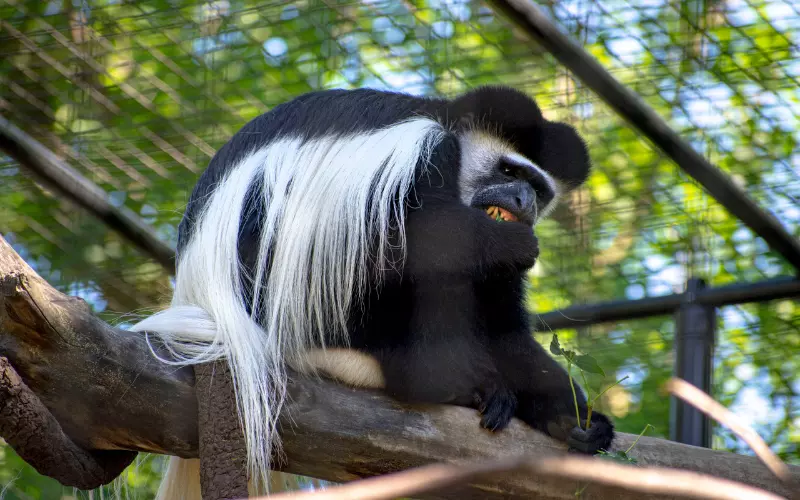 Colobus Monkey