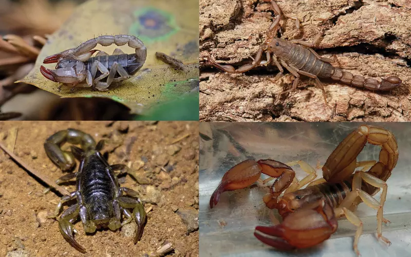 Common Misconceptions About Scorpions