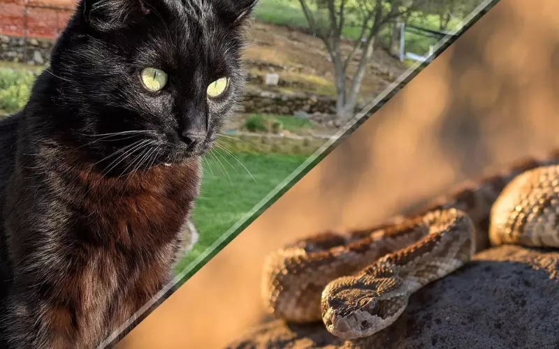 Comparing A Cat And A Rattlesnake
