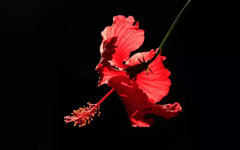 Flor de Maga’s Flower