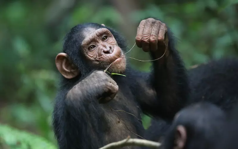 Monkeys Eating Tree Root