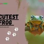 Cutest Frogs