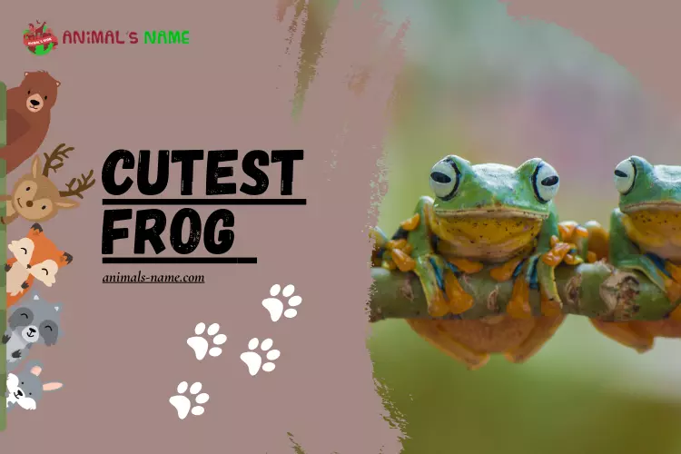 Cutest Frogs