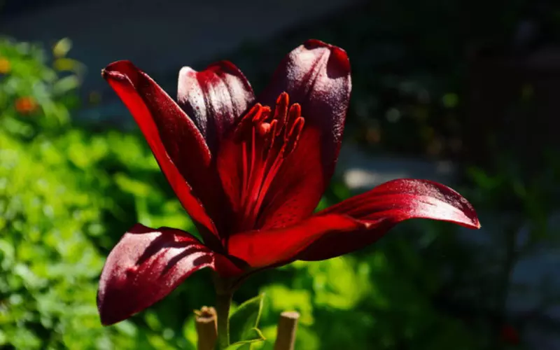 Dark Secret Lily