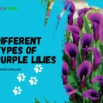 Different Types of Purple Lilies