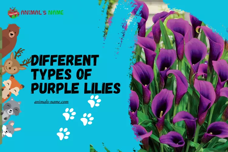 Different Types of Purple Lilies