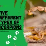 Different Types of Scorpions